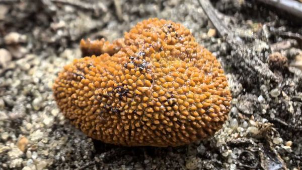 В Беловежской пуще обнаружен новый вид гриба, напоминающий трюфель