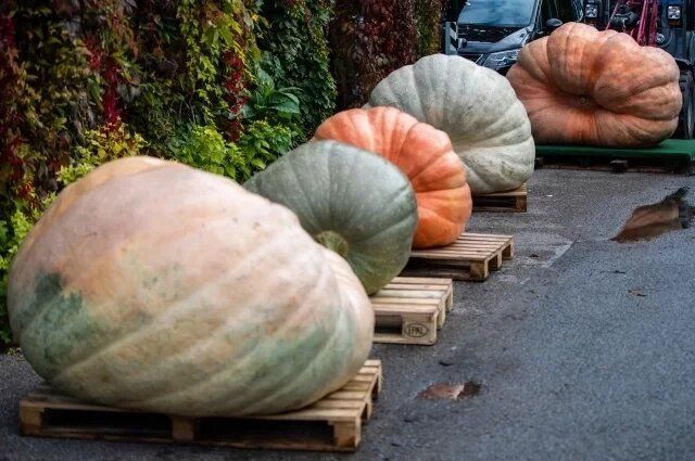 Что скрывает зеленая тыква?