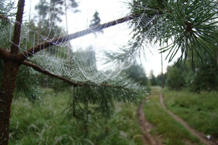 Туманное утро Москвы: Грибной сезон в разгаре