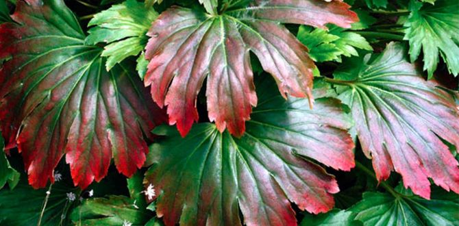 Мугдения: скромное чудо, которое украсит ваш сад