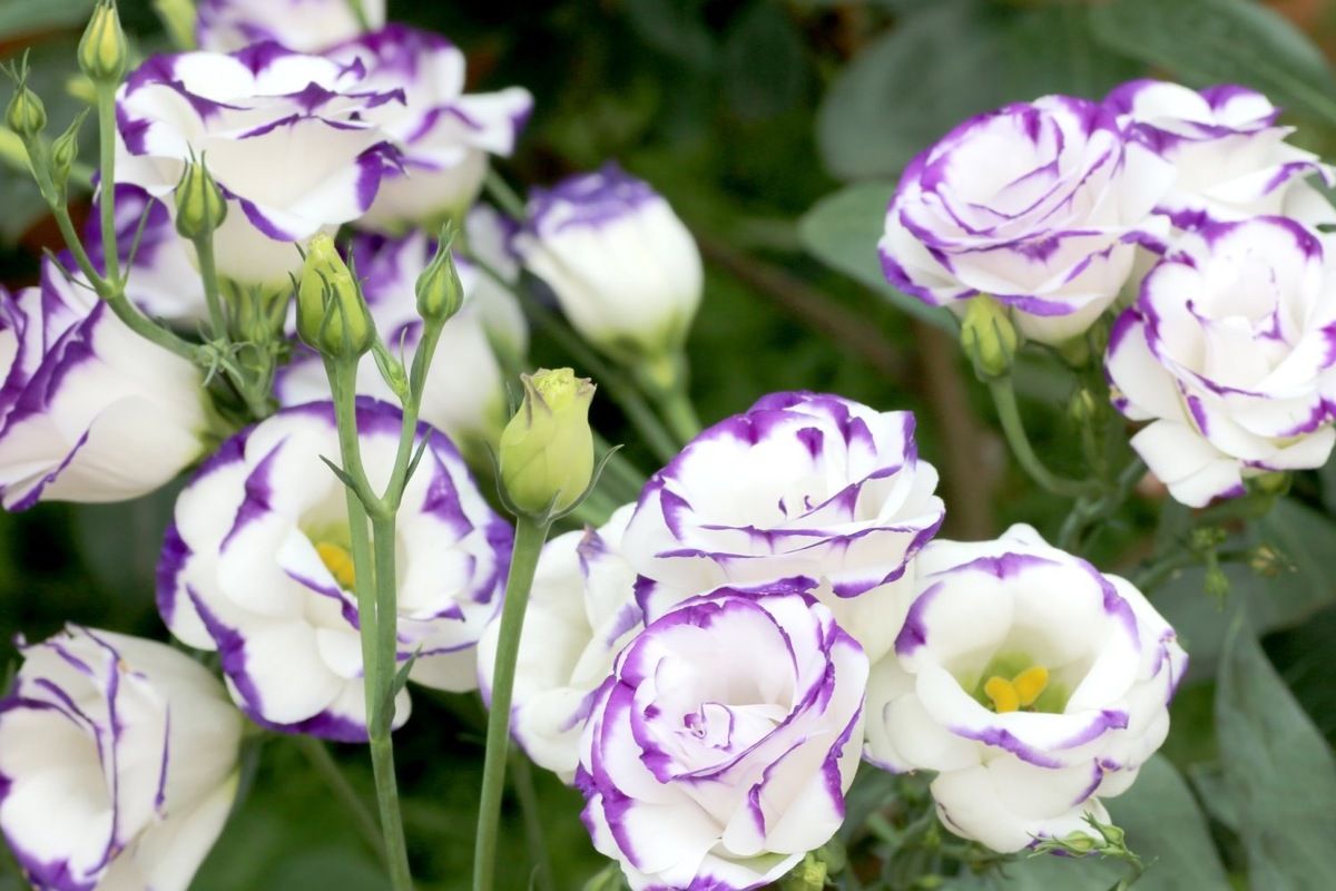 Эустома: секреты успешного выращивания ваших любимых цветов