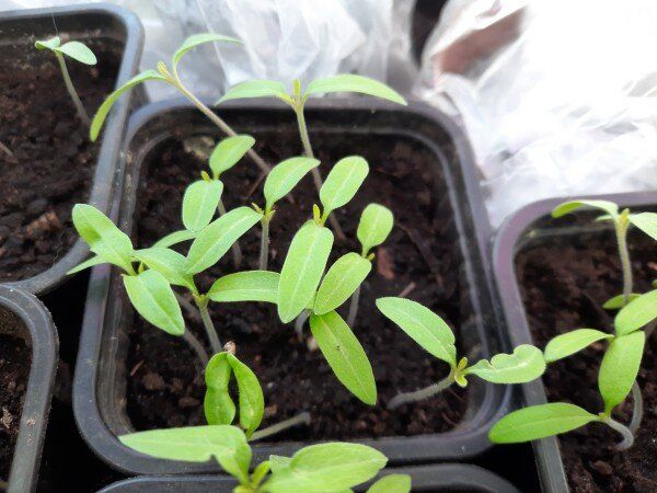 ��������� �������: ������ ������� � ������������ ������ ��� ���������