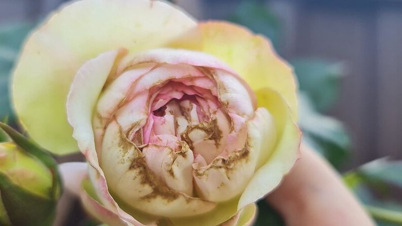 ������ ������ �� ��������: ��� ������ � ���������� �������� ����