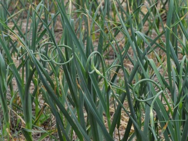 Почему ваш чеснок не растет: 5 ключевых ошибок