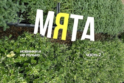 Ожидаемые новинки мяты: что выбрать в этом сезоне?