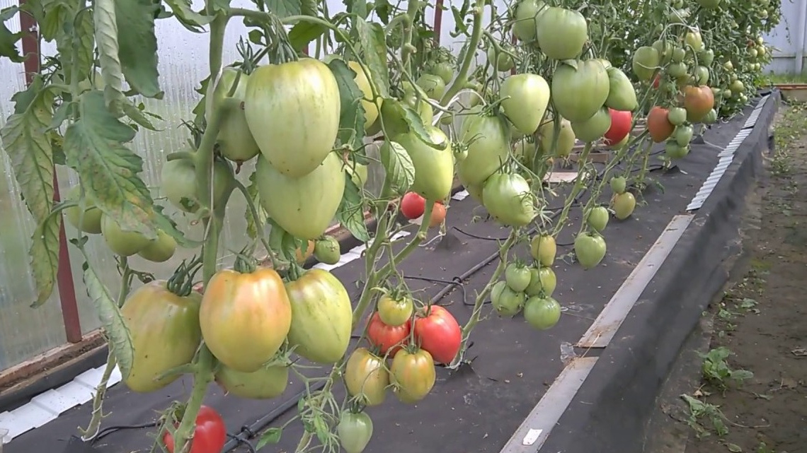 Как новый метод укладки спанбонда помогает увеличить урожайность на дачах