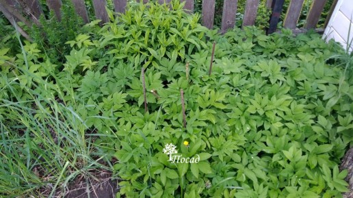 Садовые проблемы: как предотвратить invasion растений и справиться с вредителями