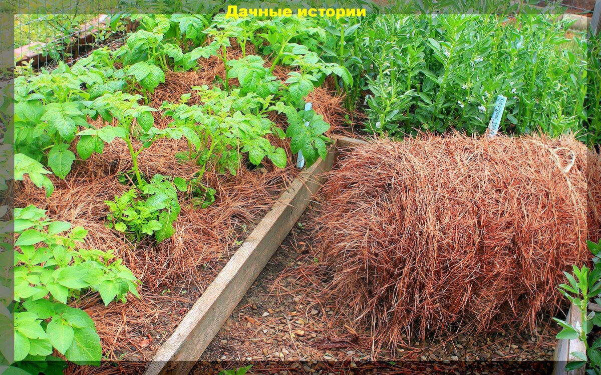 Как осенью правильно обращаться с мульчой: секреты здоровья ваших грядок