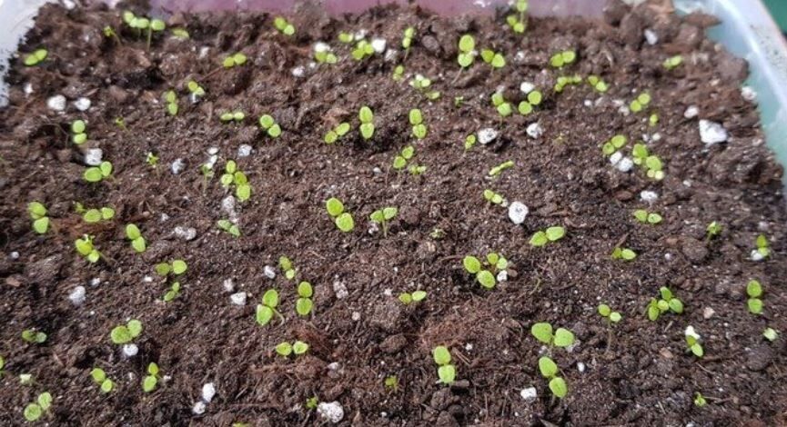 ������� ������: ���� �� ������� �� ������� � ���������� � �������