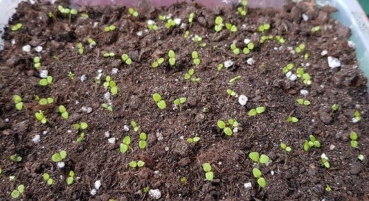 ������� ������: ���� �� ������� �� ������� � ���������� � �������