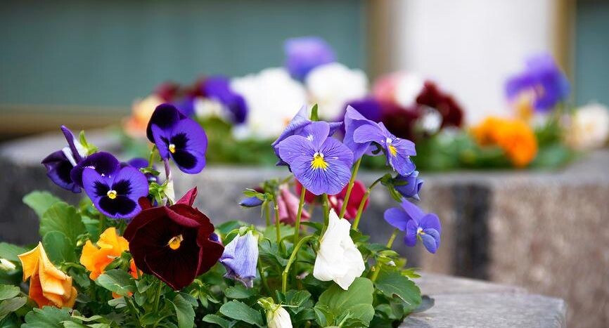 Съедобные цветы: как украсить свои блюда и огород