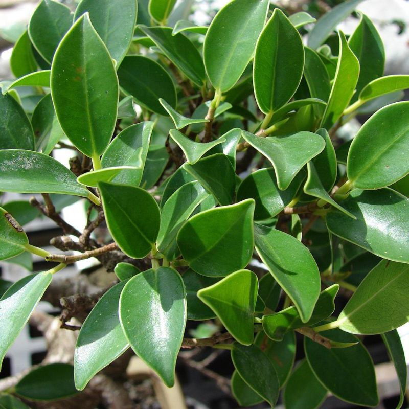 �����: ����������� � ����