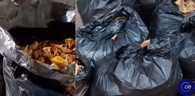 ��� ������ ������� �������: ������� ������������ ���������