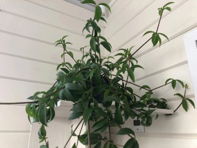 Как правильно подготовить землю из сада для домашних растений