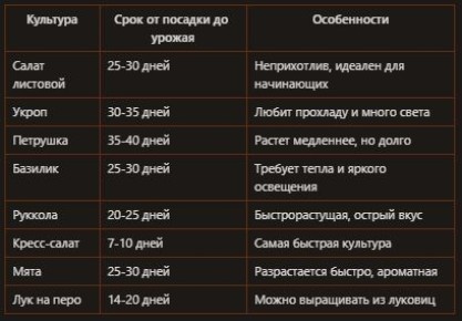 Гидропоника на подоконнике: как вырастить зелень круглый год