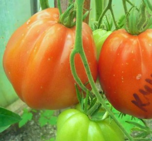 Топ-10 самых крупных и вкусных сортов томатов для вашего огорода