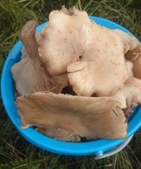 ������ ��������� � ��������� �����: ������� ���������� � �������������