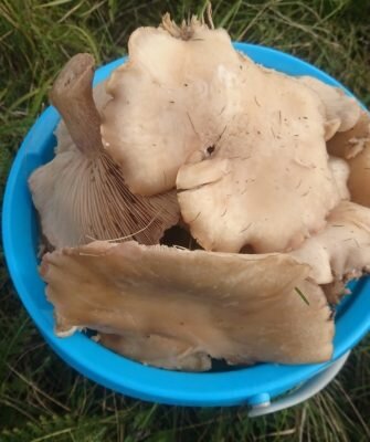 Нежные синеножки в сметанном соусе: секреты подготовки и приготовления