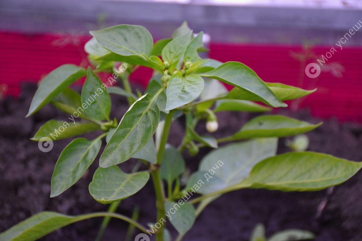 ������� ����������� �����: ������� �������� ���������