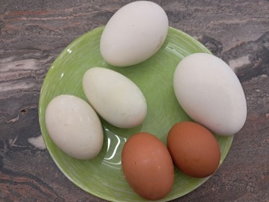 Гусиные и утиные яйца: правда о их безопасности и пользе