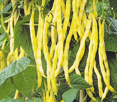 Топ-16 сортов спаржевой фасоли: идеальные варианты для весеннего посева