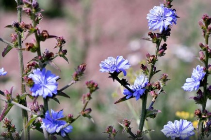 Цикорий под недобрым взглядом: эксперты Роскачества выявили высокий уровень углеводов