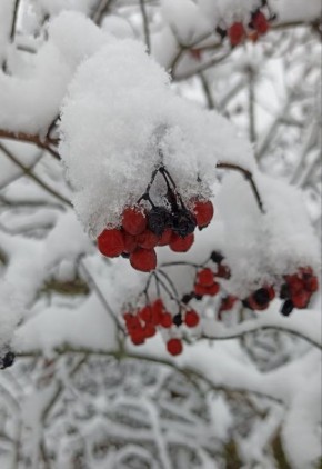 ������ ������ ���� ��� ������ �����