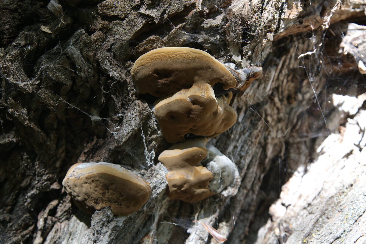 Сбор растений и грибов: какие из них могут повлечь уголовную ответственность