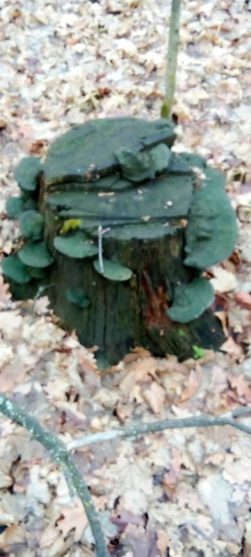 �� �������� "������� �����������" �������� ����� ��������� ������