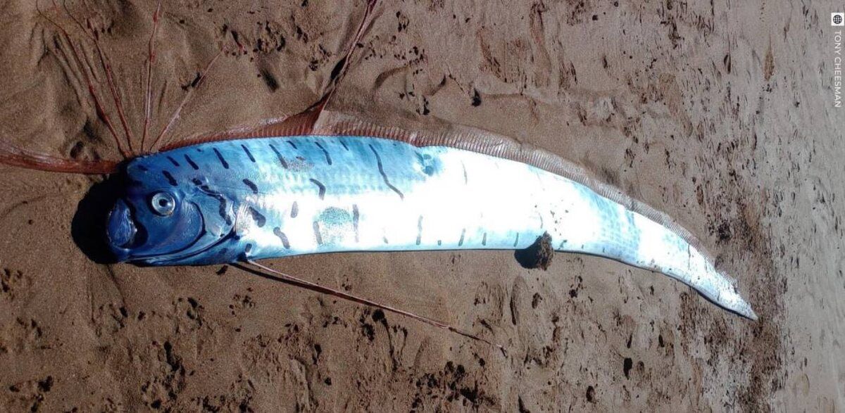 � ������� ��������� ����� ����, ������������ ����������