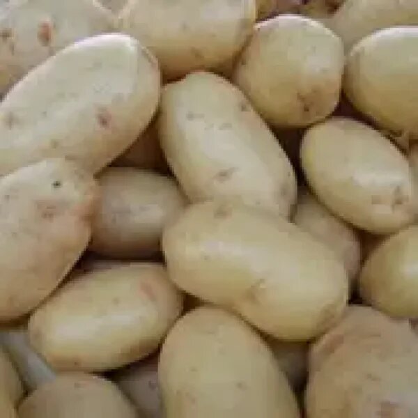 Картофель Виктория: причины популярности желтой мякоти