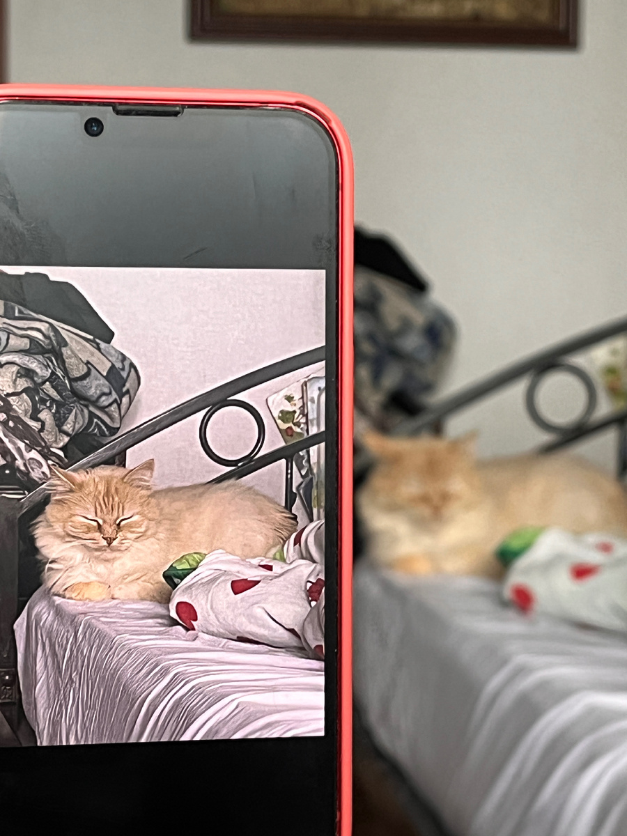 Зимний отдых: картофельные вафли и французское кино