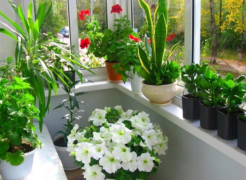 ��� ������� ����� ����������� ���������