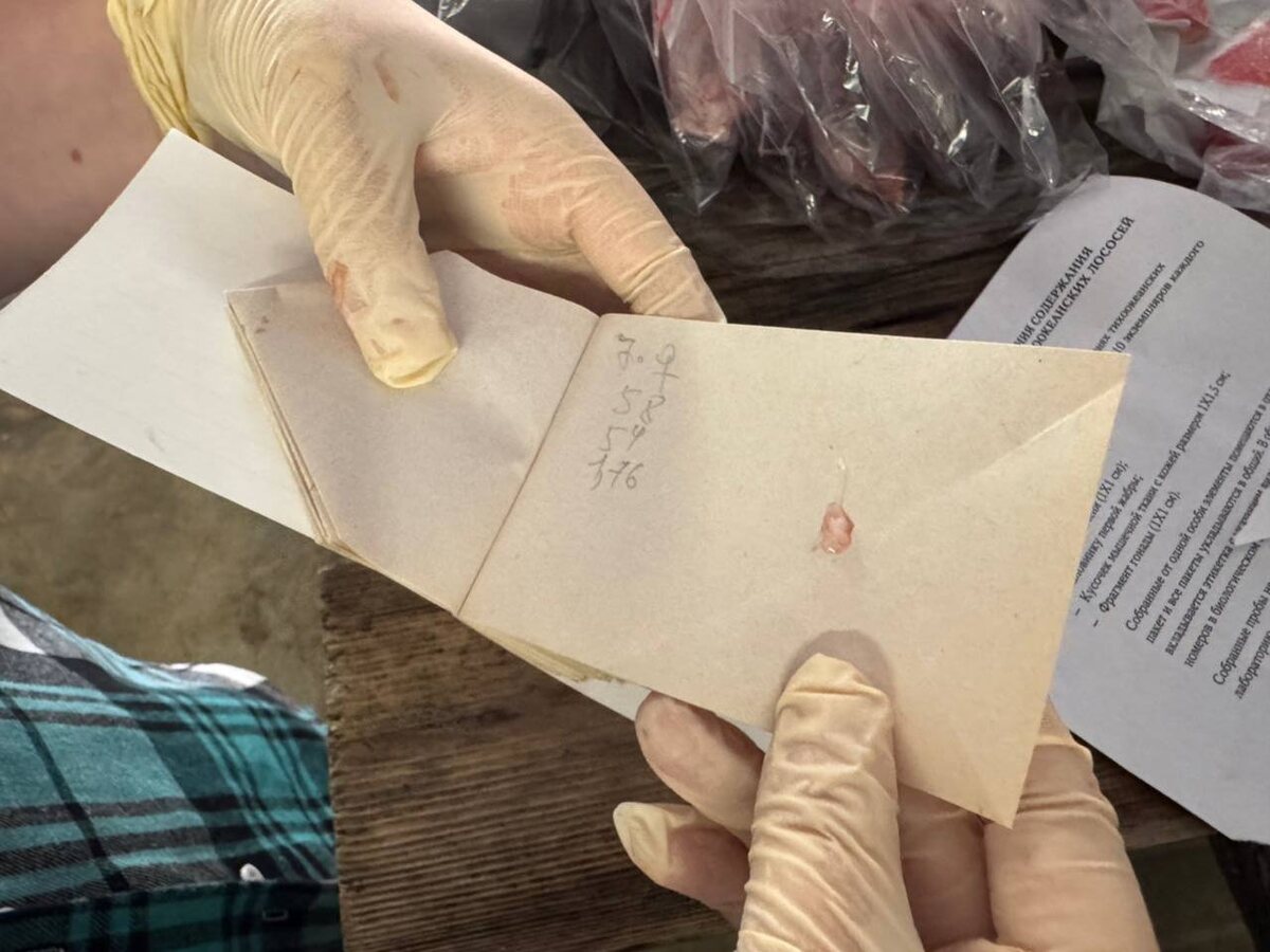 Специалисты «Главрыбвода» проводят детальное обследование лососевых в Озерках