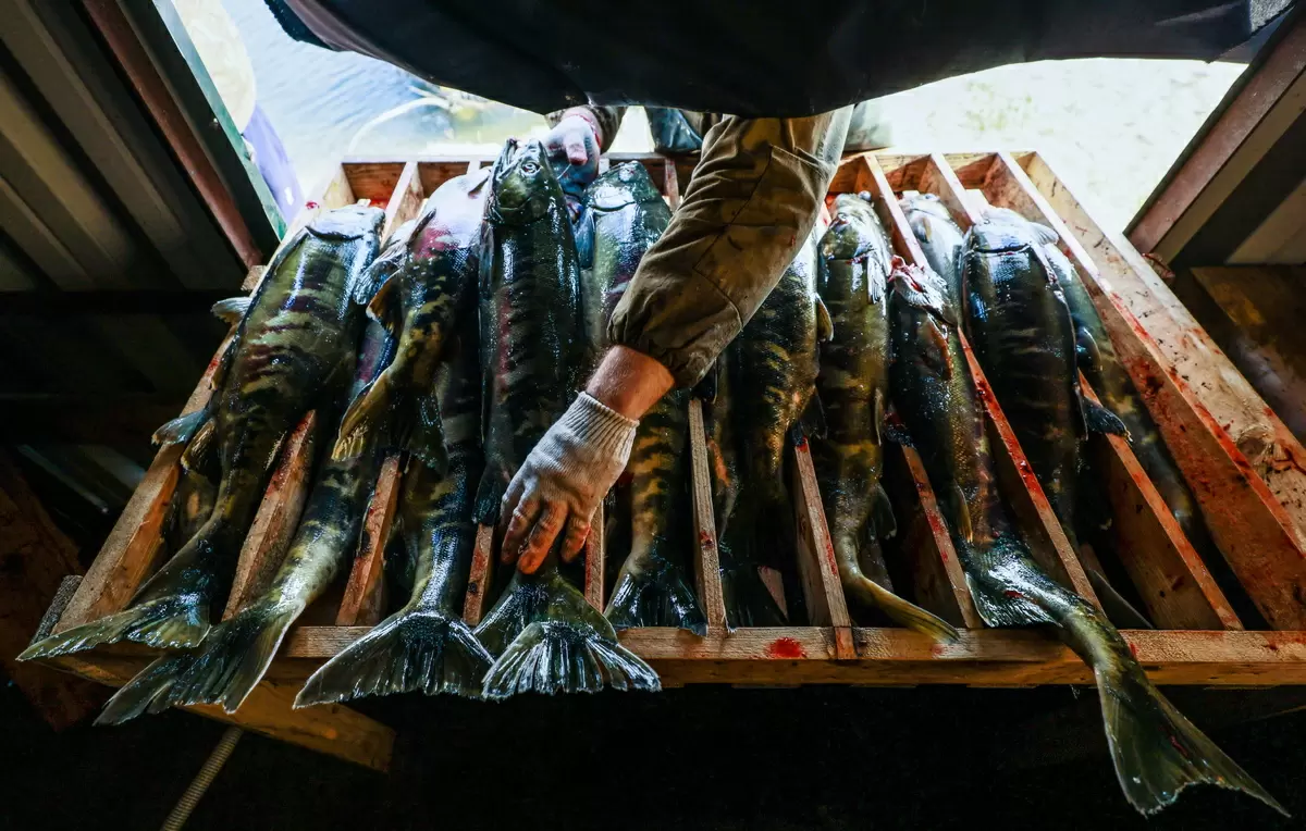 Росрыболовство предрекает спад вылова лососевых до 250 тысяч тонн в этом году