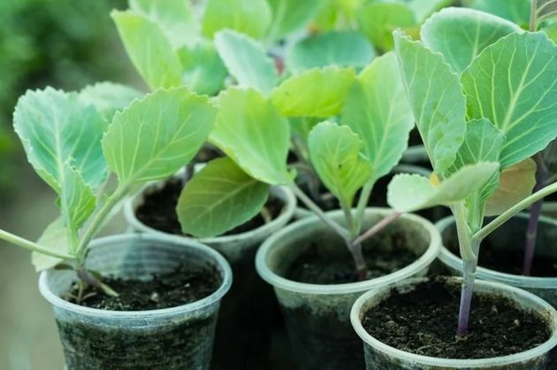 ������� ��������� ����������� ������� �������: ������ ������� ���������