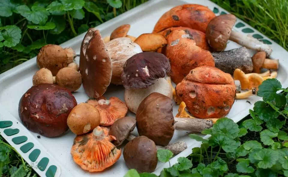 Грибной сезон 2026: чего ожидать весной?