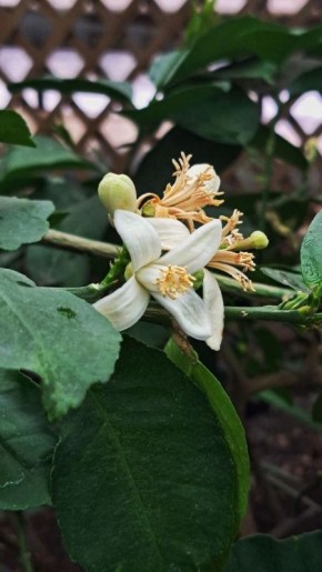 Цветение лимонного дерева вдохновляет красноярцев на весну