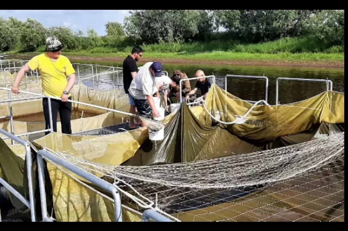 Уникальная технология отслеживания муксуна на Ямале: инновации для сохранения популяции