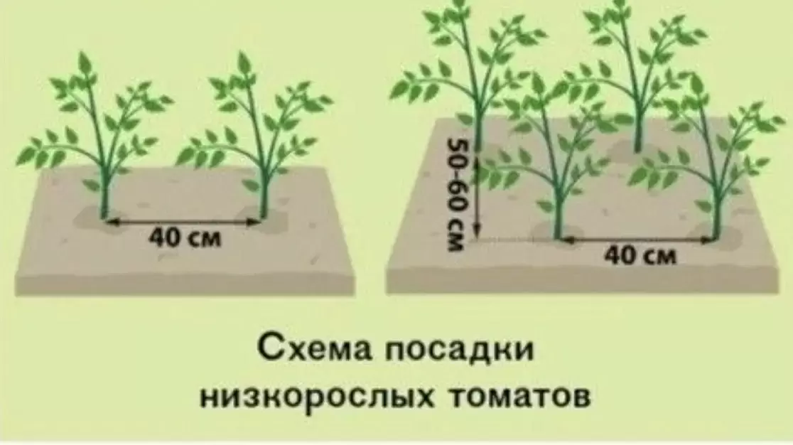 Секреты успешной высадки томатов