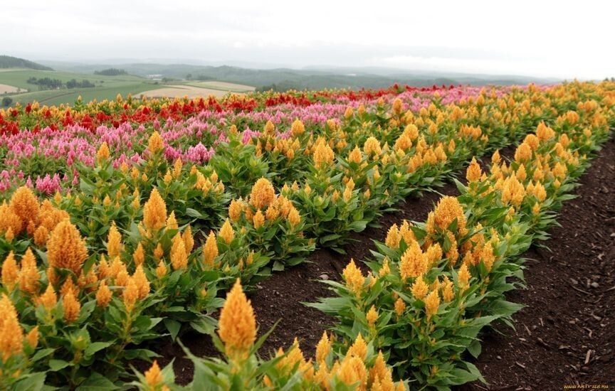 �������: ������� ������������� � ���� ���� ��� ������������� �������