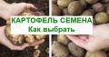 Как правильно выбрать и подготовить семена картофеля для успешного урожая