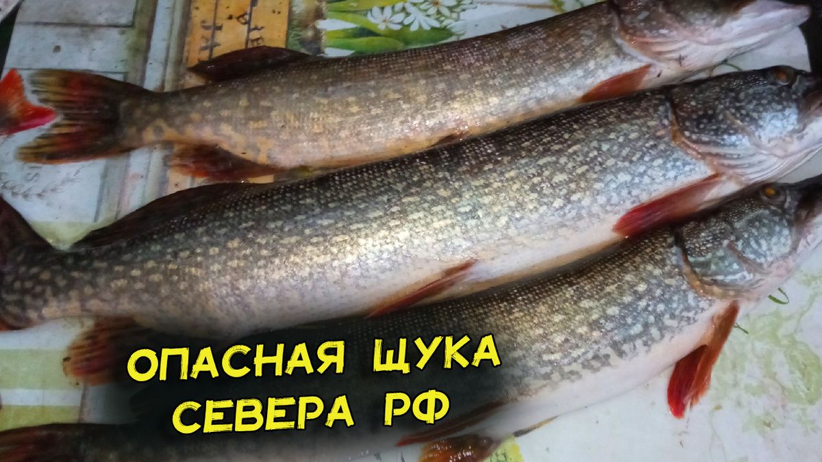 Опасная рыба из северных рек: почему стоит задуматься дважды