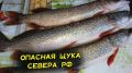 Опасная рыба из северных рек: почему стоит задуматься дважды