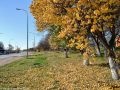 Грибная охота в старом Крыму: что можно найти этой осенью